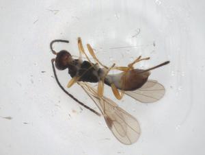  ( - CBG-A55276-G08)  @11 [ ] CreativeCommons - Attribution Share - Alike (2024) Centre for Biodiversity Genomics Centre for Biodiversity Genomics