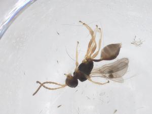  ( - CBG-A55445-C05)  @11 [ ] CreativeCommons - Attribution Share - Alike (2024) Centre for Biodiversity Genomics Centre for Biodiversity Genomics