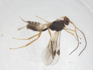  ( - CBG-A55448-A12)  @11 [ ] CreativeCommons - Attribution Share - Alike (2024) Centre for Biodiversity Genomics Centre for Biodiversity Genomics