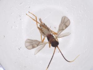  ( - CBG-A55953-F08)  @11 [ ] CreativeCommons - Attribution Share - Alike (2024) Centre for Biodiversity Genomics Centre for Biodiversity Genomics