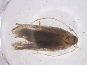  ( - CBG-A56705-G07)  @11 [ ] CreativeCommons - Attribution Share - Alike (2024) Centre for Biodiversity Genomics Centre for Biodiversity Genomics