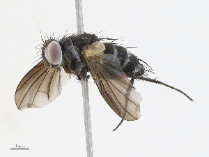  (Lixophaga Malaise6403 - CBG-A10804-A02)  @11 [ ] CreativeCommons - Attribution Share - Alike (2023) CBG Photography Group Centre for Biodiversity Genomics