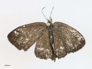  ( - CBG-A13267-A02)  @11 [ ] CreativeCommons - Attribution Share - Alike (2023) CBG Photography Group Centre for Biodiversity Genomics