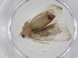  (Herminocala BioLep8391 - CBG-A13722-F11)  @11 [ ] CreativeCommons - Attribution Share - Alike (2023) Centre for Biodiversity Genomics Centre for Biodiversity Genomics