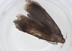  ( - CBG-A13723-A10)  @11 [ ] CreativeCommons - Attribution Share - Alike (2023) Centre for Biodiversity Genomics Centre for Biodiversity Genomics