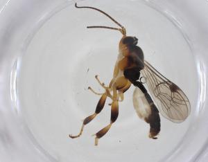  ( - CBG-A14140-D02)  @11 [ ] CreativeCommons - Attribution Share - Alike (2023) Centre for Biodiversity Genomics Centre for Biodiversity Genomics