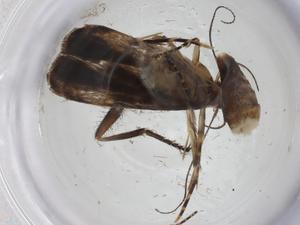  ( - CBG-A14163-A10)  @11 [ ] CreativeCommons - Attribution Share - Alike (2023) Centre for Biodiversity Genomics Centre for Biodiversity Genomics