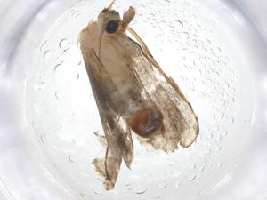  ( - CBG-A14172-F01)  @11 [ ] CreativeCommons - Attribution Share - Alike (2023) Centre for Biodiversity Genomics Centre for Biodiversity Genomics