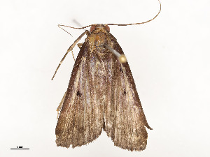  ( - CBG-A51959-G03)  @11 [ ] CreativeCommons - Attribution Share - Alike (2024) CBG Photography Group Centre for Biodiversity Genomics