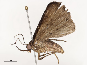  ( - CBG-A51960-B01)  @11 [ ] CreativeCommons - Attribution Share - Alike (2024) CBG Photography Group Centre for Biodiversity Genomics