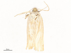  ( - CBG-A51960-F01)  @11 [ ] CreativeCommons - Attribution Share - Alike (2024) CBG Photography Group Centre for Biodiversity Genomics