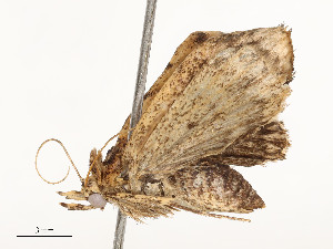  (NoctSullivan01 Malaise5804 - CBG-A51960-F12)  @11 [ ] CreativeCommons - Attribution Share - Alike (2024) CBG Photography Group Centre for Biodiversity Genomics