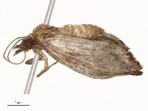  (Plynteria Malaise9390 - CBG-A54374-F03)  @11 [ ] CreativeCommons - Attribution Share - Alike (2024) CBG Photography Group Centre for Biodiversity Genomics