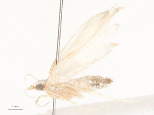  ( - CBG-A54375-C06)  @11 [ ] CreativeCommons - Attribution Share - Alike (2024) CBG Photography Group Centre for Biodiversity Genomics