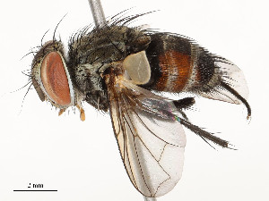  ( - CBG-A54375-G01)  @11 [ ] CreativeCommons - Attribution Share - Alike (2024) CBG Photography Group Centre for Biodiversity Genomics