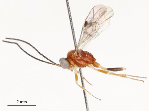  ( - CBG-A54376-B01)  @11 [ ] CreativeCommons - Attribution Share - Alike (2024) CBG Photography Group Centre for Biodiversity Genomics