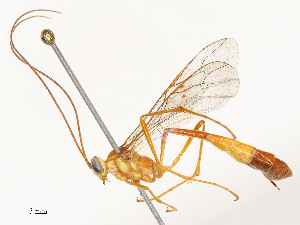 ( - CBG-A54376-B04)  @11 [ ] CreativeCommons - Attribution Share - Alike (2024) CBG Photography Group Centre for Biodiversity Genomics