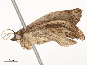  ( - CBG-A54376-B11)  @11 [ ] CreativeCommons - Attribution Share - Alike (2024) CBG Photography Group Centre for Biodiversity Genomics