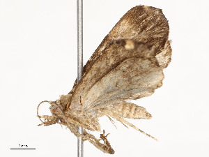 ( - CBG-A54376-C01)  @11 [ ] CreativeCommons - Attribution Share - Alike (2024) CBG Photography Group Centre for Biodiversity Genomics