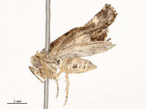  ( - CBG-A54376-C09)  @11 [ ] CreativeCommons - Attribution Share - Alike (2024) CBG Photography Group Centre for Biodiversity Genomics