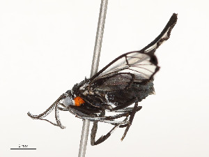  ( - CBG-A54379-C04)  @11 [ ] CreativeCommons - Attribution Share - Alike (2024) CBG Photography Group Centre for Biodiversity Genomics