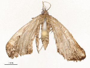  ( - CBG-A54381-A09)  @11 [ ] CreativeCommons - Attribution Share - Alike (2024) CBG Photography Group Centre for Biodiversity Genomics