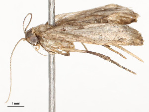  (Dichomeris Janzen5891 - CBG-A54381-B02)  @11 [ ] CreativeCommons - Attribution Share - Alike (2024) CBG Photography Group Centre for Biodiversity Genomics