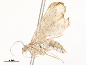  ( - CBG-A54381-B07)  @11 [ ] CreativeCommons - Attribution Share - Alike (2024) CBG Photography Group Centre for Biodiversity Genomics