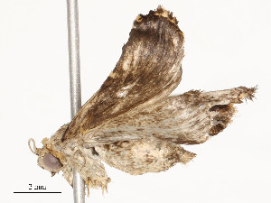  ( - CBG-A54381-C03)  @11 [ ] CreativeCommons - Attribution Share - Alike (2024) CBG Photography Group Centre for Biodiversity Genomics