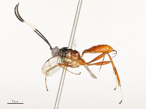  ( - CBG-A54382-A08)  @11 [ ] CreativeCommons - Attribution Share - Alike (2025) CBG Photography Group Centre for Biodiversity Genomics