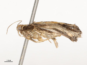  ( - CBG-A54383-A06)  @11 [ ] CreativeCommons - Attribution Share - Alike (2025) CBG Photography Group Centre for Biodiversity Genomics