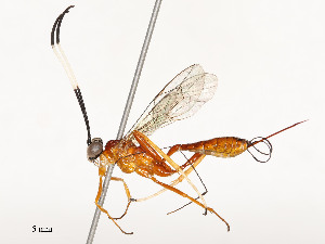  ( - CBG-A54385-A01)  @11 [ ] CreativeCommons - Attribution Share - Alike (2024) CBG Photography Group Centre for Biodiversity Genomics