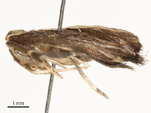  ( - CBG-A54385-E07)  @11 [ ] CreativeCommons - Attribution Share - Alike (2024) CBG Photography Group Centre for Biodiversity Genomics