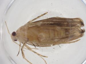  ( - CBG-A54456-D06)  @11 [ ] CreativeCommons - Attribution Share - Alike (2024) Centre for Biodiversity Genomics Centre for Biodiversity Genomics