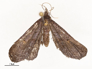  (Plynteria Sullivan3163DHJ02 - CBG-A54459-C12)  @11 [ ] CreativeCommons - Attribution Share - Alike (2024) CBG Photography Group Centre for Biodiversity Genomics