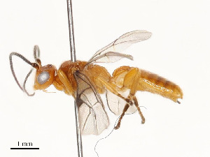  (Yelicones Malaise8515 - CBG-A54460-E06)  @11 [ ] CreativeCommons - Attribution Share - Alike (2024) CBG Photography Group Centre for Biodiversity Genomics