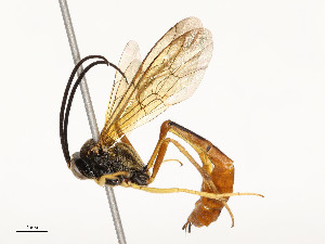  ( - CBG-A54461-D04)  @11 [ ] CreativeCommons - Attribution Share - Alike (2024) CBG Photography Group Centre for Biodiversity Genomics