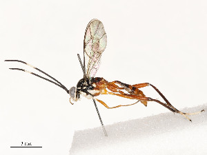  ( - CBG-A54462-A06)  @11 [ ] CreativeCommons - Attribution Share - Alike (2024) CBG Photography Group Centre for Biodiversity Genomics