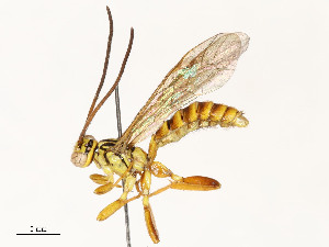  ( - CBG-A54462-A08)  @11 [ ] CreativeCommons - Attribution Share - Alike (2024) CBG Photography Group Centre for Biodiversity Genomics