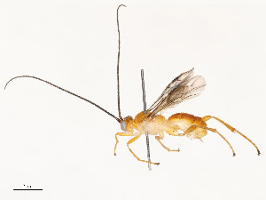  ( - CBG-A54462-A10)  @11 [ ] CreativeCommons - Attribution Share - Alike (2024) CBG Photography Group Centre for Biodiversity Genomics