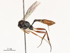  ( - CBG-A54462-A11)  @11 [ ] CreativeCommons - Attribution Share - Alike (2024) CBG Photography Group Centre for Biodiversity Genomics