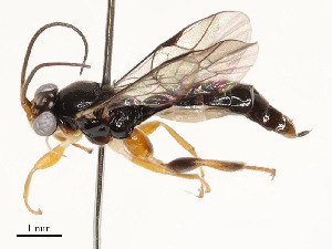  ( - CBG-A54462-B04)  @11 [ ] CreativeCommons - Attribution Share - Alike (2024) CBG Photography Group Centre for Biodiversity Genomics