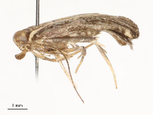  ( - CBG-A54463-F01)  @11 [ ] CreativeCommons - Attribution Share - Alike (2025) CBG Photography Group Centre for Biodiversity Genomics