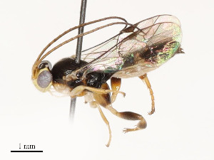  ( - CBG-A54464-A12)  @11 [ ] CreativeCommons - Attribution Share - Alike (2025) CBG Photography Group Centre for Biodiversity Genomics