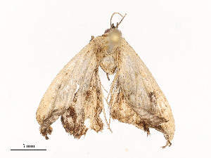  ( - CBG-A54472-D06)  @11 [ ] CreativeCommons - Attribution Share - Alike (2024) CBG Photography Group Centre for Biodiversity Genomics