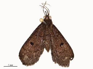  ( - CBG-A54517-G09)  @11 [ ] CreativeCommons - Attribution Share - Alike (2024) CBG Photography Group Centre for Biodiversity Genomics