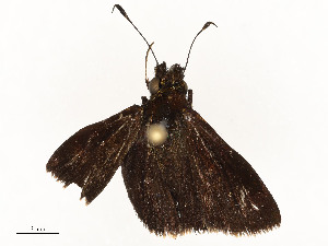  (hespMalaise2571 - CBG-A54517-G10)  @11 [ ] CreativeCommons - Attribution Share - Alike (2024) CBG Photography Group Centre for Biodiversity Genomics