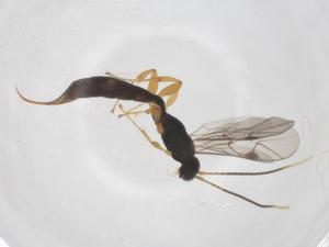  ( - CBG-A55176-G05)  @11 [ ] CreativeCommons - Attribution Share - Alike (2024) Centre for Biodiversity Genomics Centre for Biodiversity Genomics