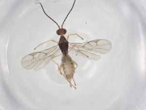  ( - CBG-A55179-E07)  @11 [ ] CreativeCommons - Attribution Share - Alike (2024) Centre for Biodiversity Genomics Centre for Biodiversity Genomics