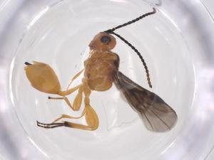  ( - CBG-A55181-G02)  @11 [ ] CreativeCommons - Attribution Share - Alike (2024) Centre for Biodiversity Genomics Centre for Biodiversity Genomics